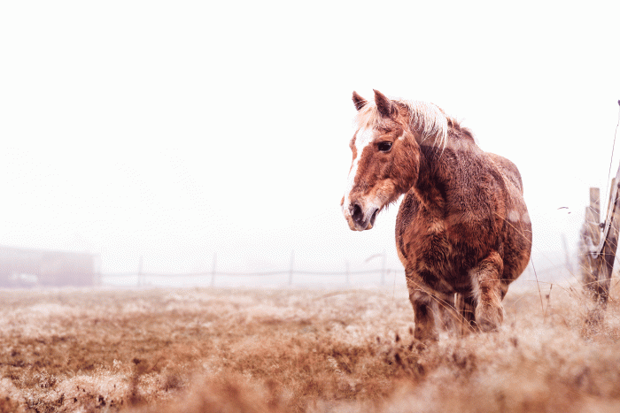 Artista Vivente Fotografie Photography Artful Nature Pferd Horse Maike Czychi
